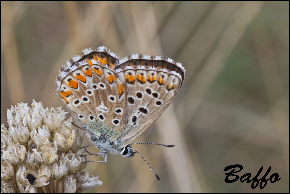 Ultimi svolazzamenti - Polyommatus (Lysandra) bellargus